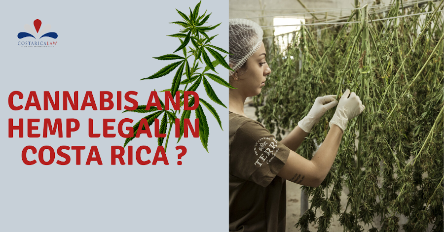 Growing marijuana in costa rica